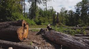 How Our Tree Care Process Works  in  Wapello, IA